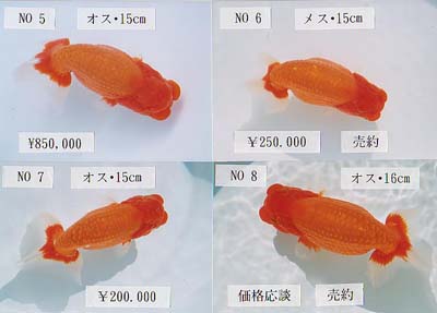 どんどん大きくなっていく、我が家のらんちゅうの「らんちゅうちゃん