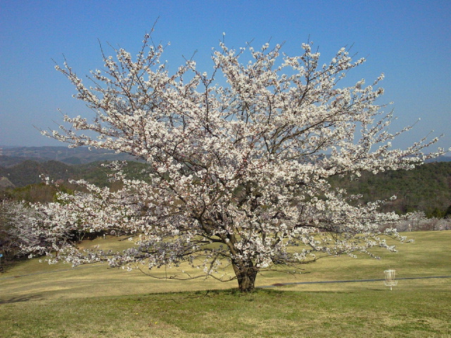 2011041223400000.jpg