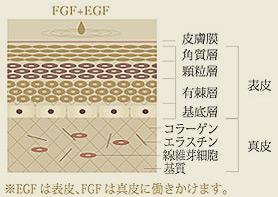 F.G.F(線維芽細胞成長因子)