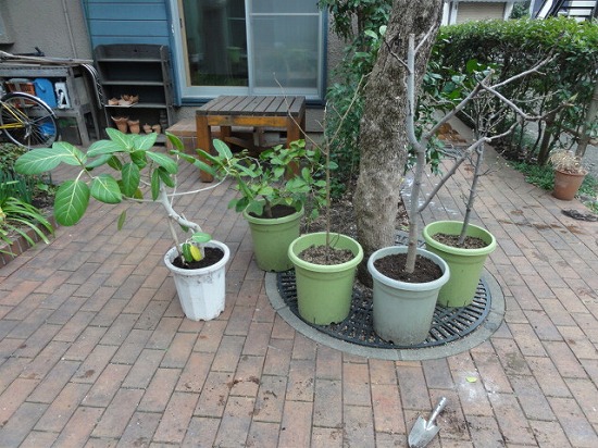 植え替え