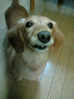 おうち