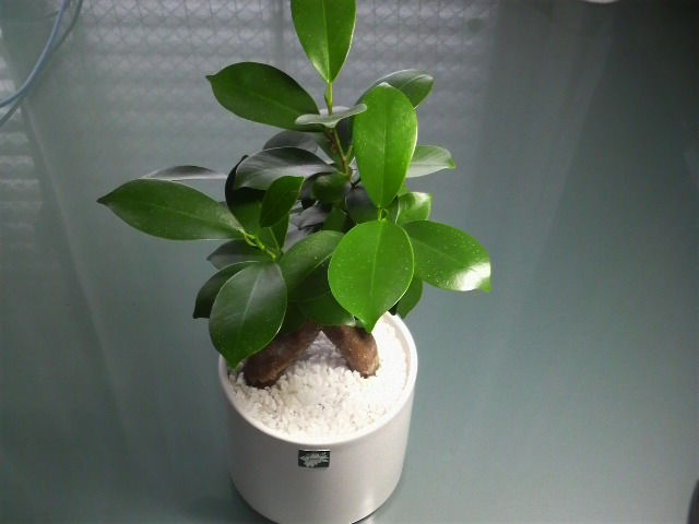 tree1