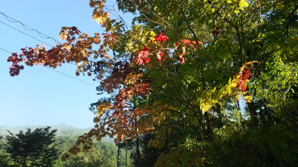 DSC_0501.JPG