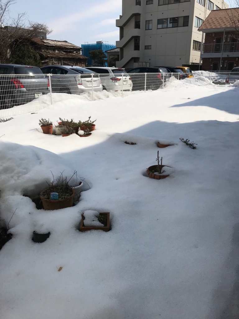2018春がきた