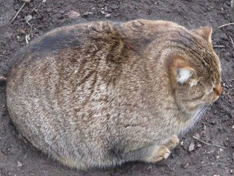 ★ 平日 Birthday 勤務は石田、 LONDO 勤務は矢島に