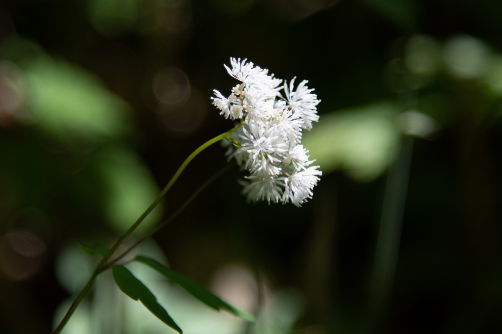 DSC_3580.jpg
