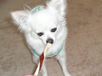 犬用お菓子ですか。。。