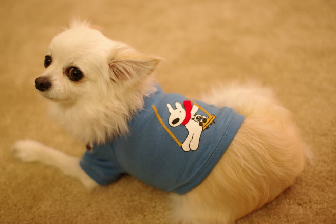 レニのおみやげ