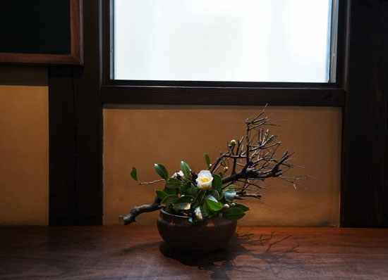 プリペット、白玉椿 | TOKUSHIMA COFFEE WORKS