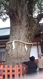御神木