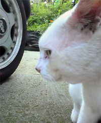 白い猫