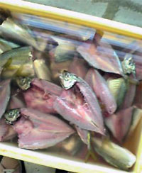 一夜干し