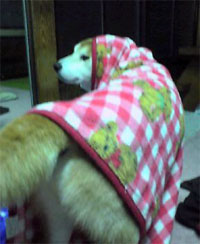 犬も寒いらしい。