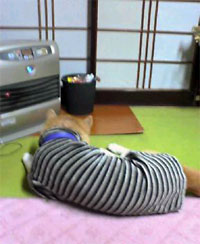 飛良(←犬の名前です)はヒーターが好き。