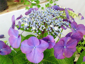 額紫陽花