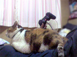 腹の上の猫