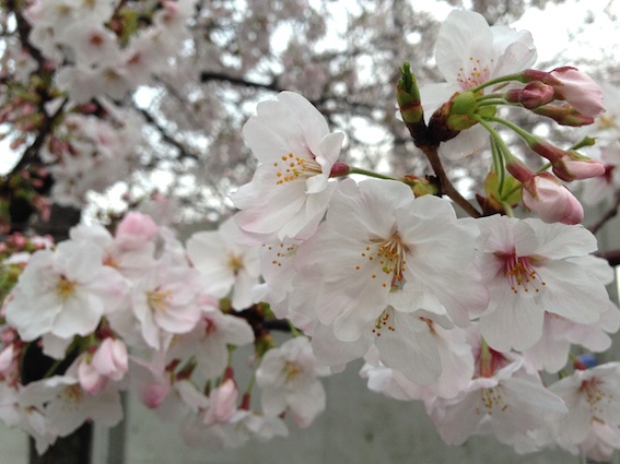 2015-04-02_02.jpg