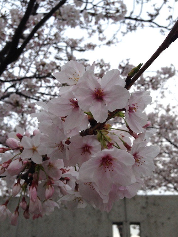 桜2015
