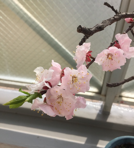 杏の花