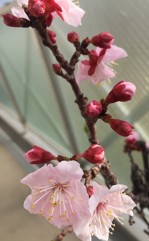 杏の花