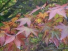 中津峡紅葉