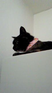 201106091232000.jpg