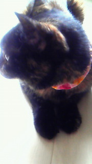 201106231308000.jpg