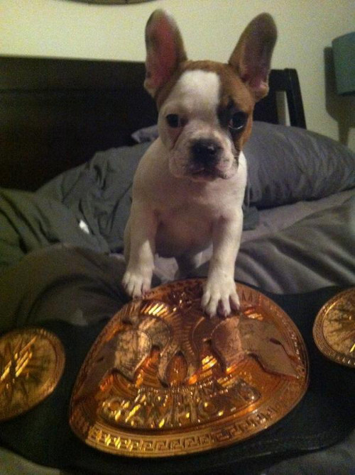 WWEの噂・裏技・裏話_ダニエル・ブライアンを応援する愛犬たち