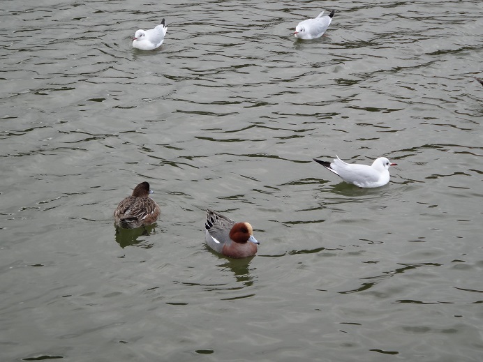 きょうのユリカモメさん So Co Laのブログ