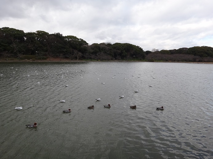 きょうのユリカモメさん So Co Laのブログ