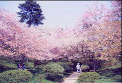 井川 日本国花苑