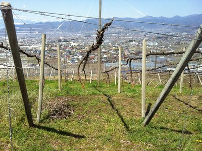 鳥居平の畑