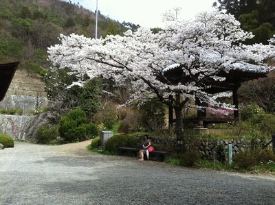 満開の桜と我が妻