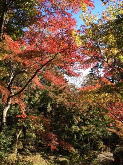 筑波山 紅葉