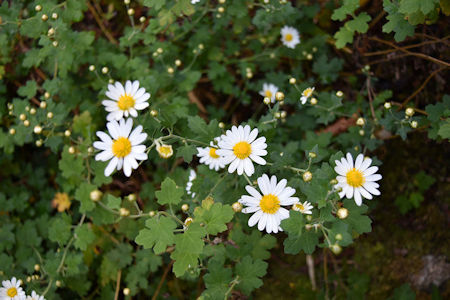 書道作品「野路菊」 野路菊（のじぎく） | しょうぐうさんブログ