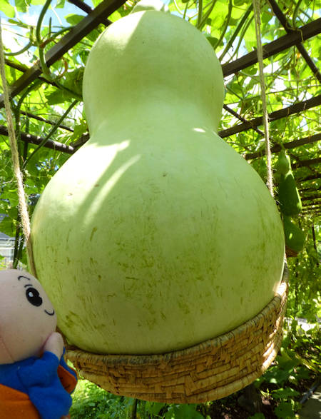 瓢箪ってすごい！ | しょうぐうさんブログ