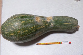 カボチャ