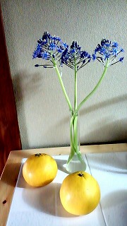 パール柑と、春の花