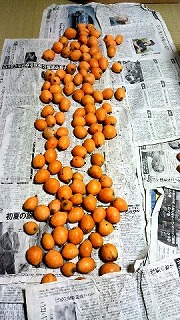 長崎名物、VIVAビワ!