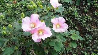 ムクゲの花