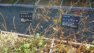 全部、薬草!