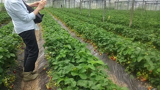 いちご農園にて