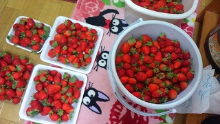 いちご農園にて