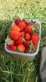 いちご農園にて