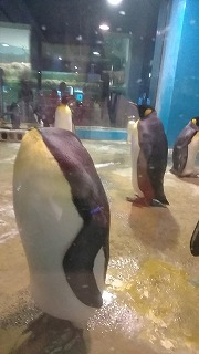 夜の長崎ペンギン水族館