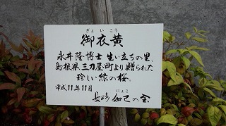 御衣黄