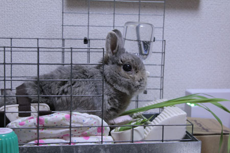 ハンモック