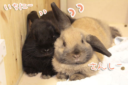 いちにさん