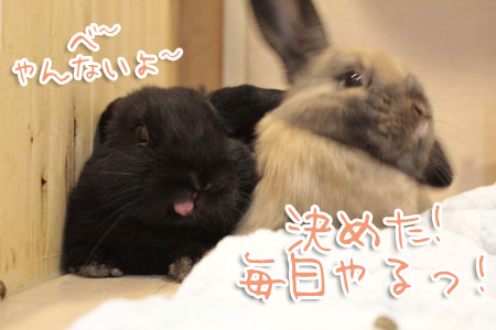 やっちゃう?