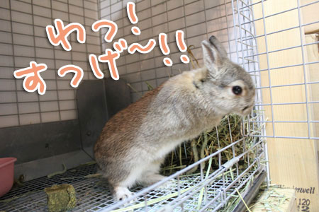 スゲー